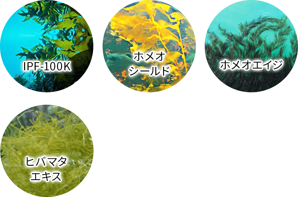 海藻エキス4種img02
